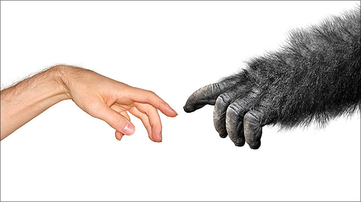 evolutietheorie-natuurlijke-selectie-ontdekgodnl