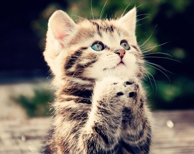 dieren.waarvan.we.houden.appie.abspoel.nl (2)